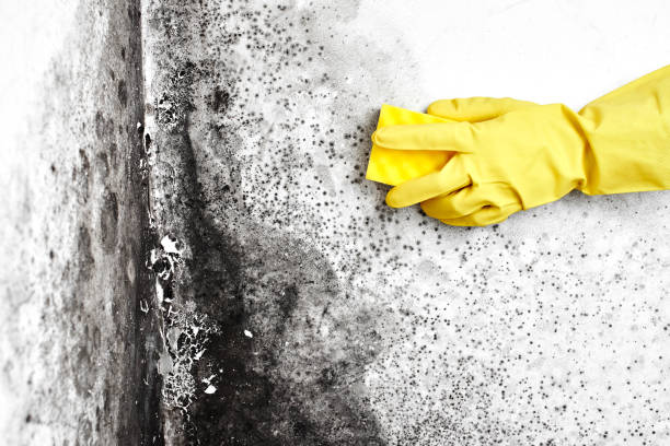 Best Basement Mold Remediation in Wade, MS