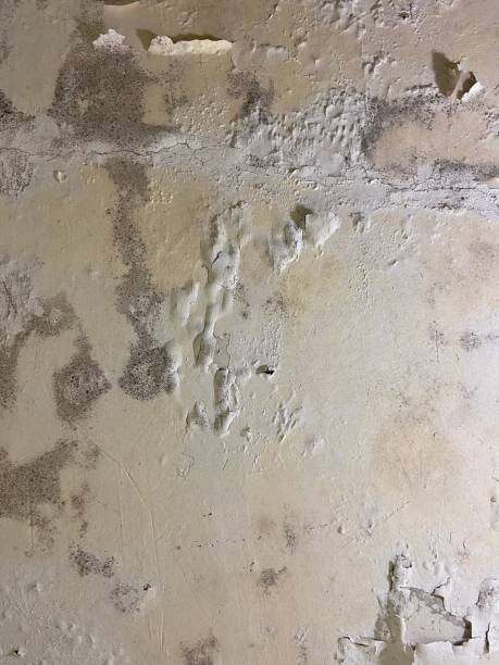 Best Mold Testing and Inspection Services in Wade, MS